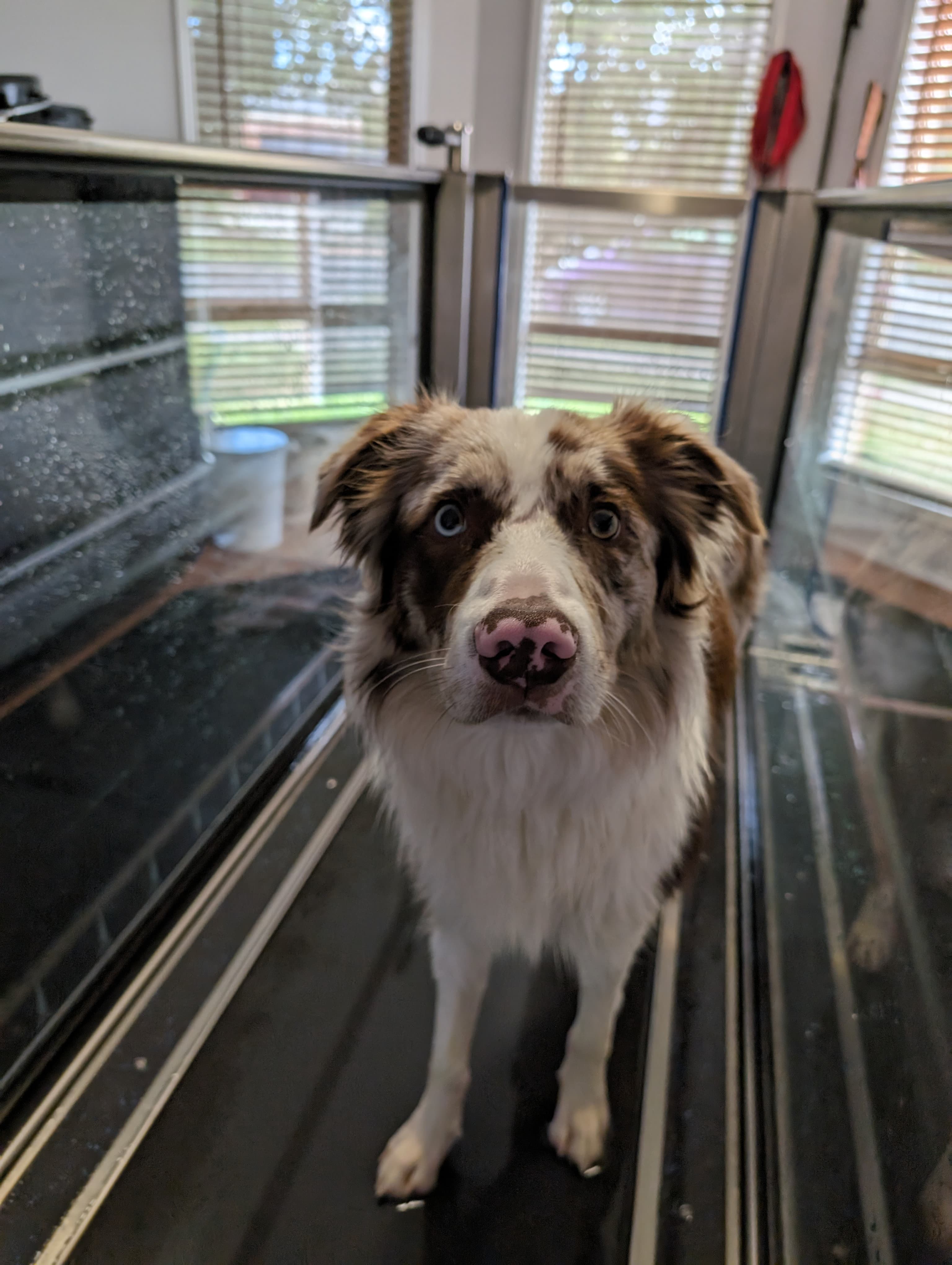 Dog receiving hydrotherapy