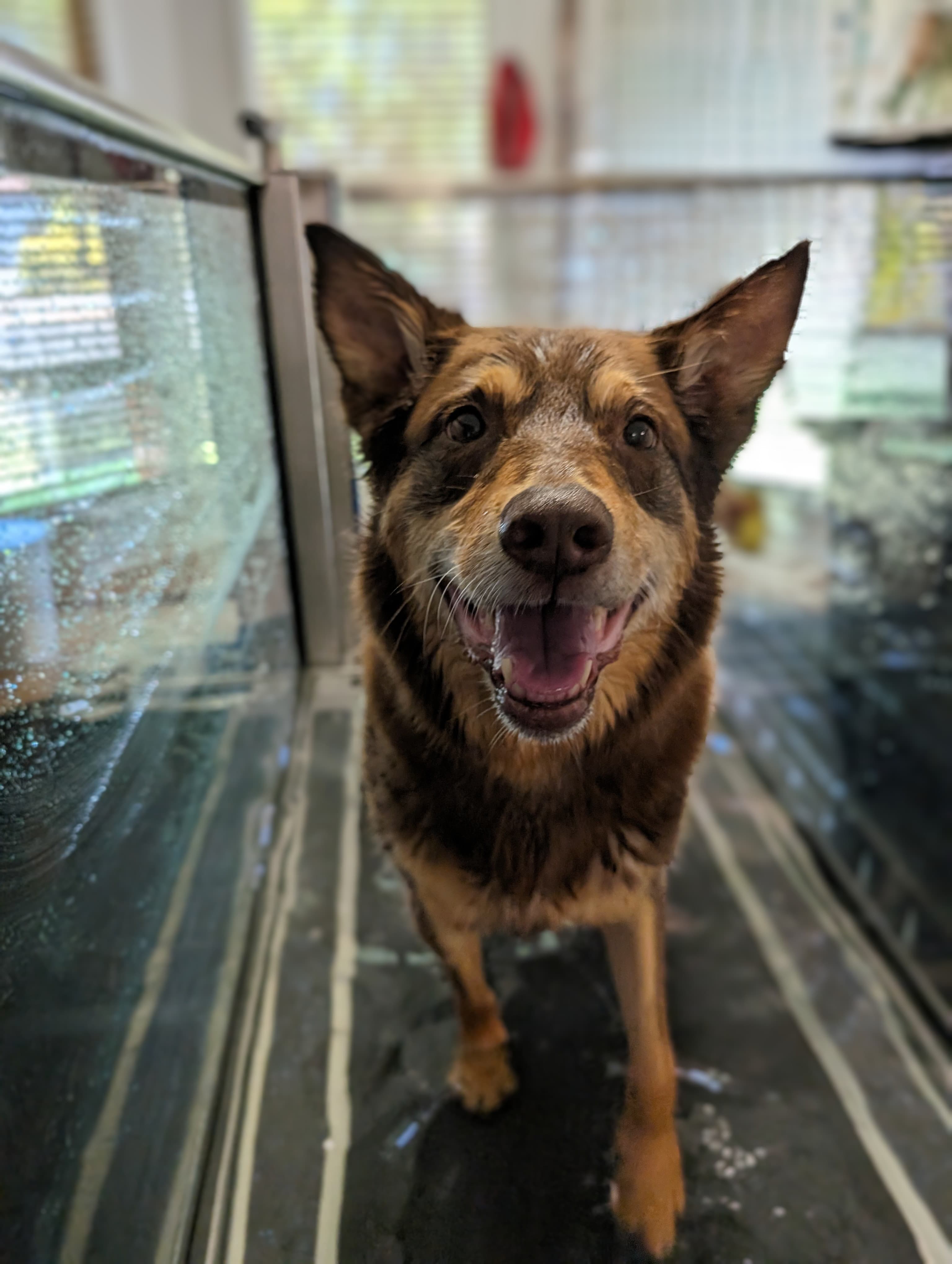 Dog receiving rehabilitation treatment