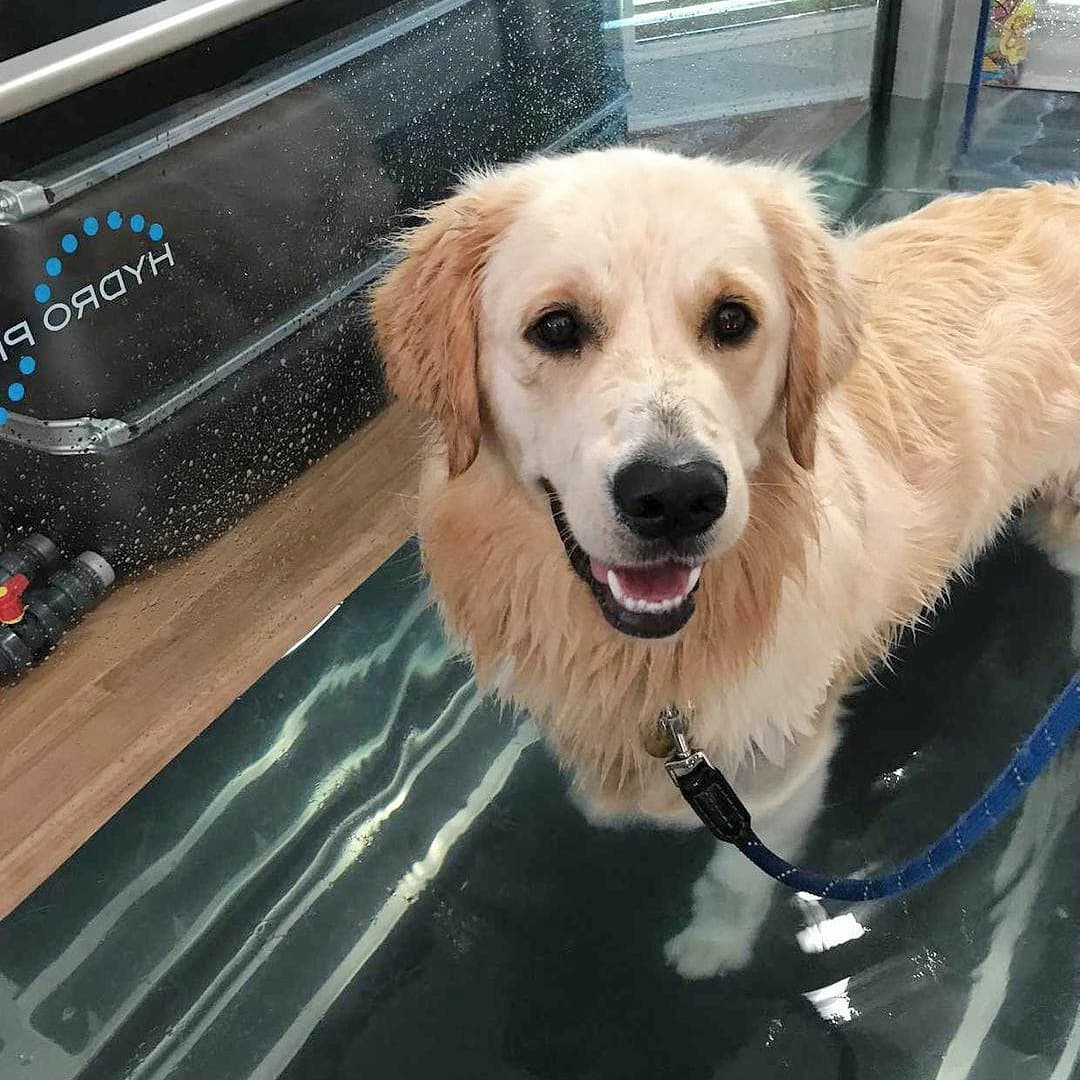 Maverick during rehabilitation