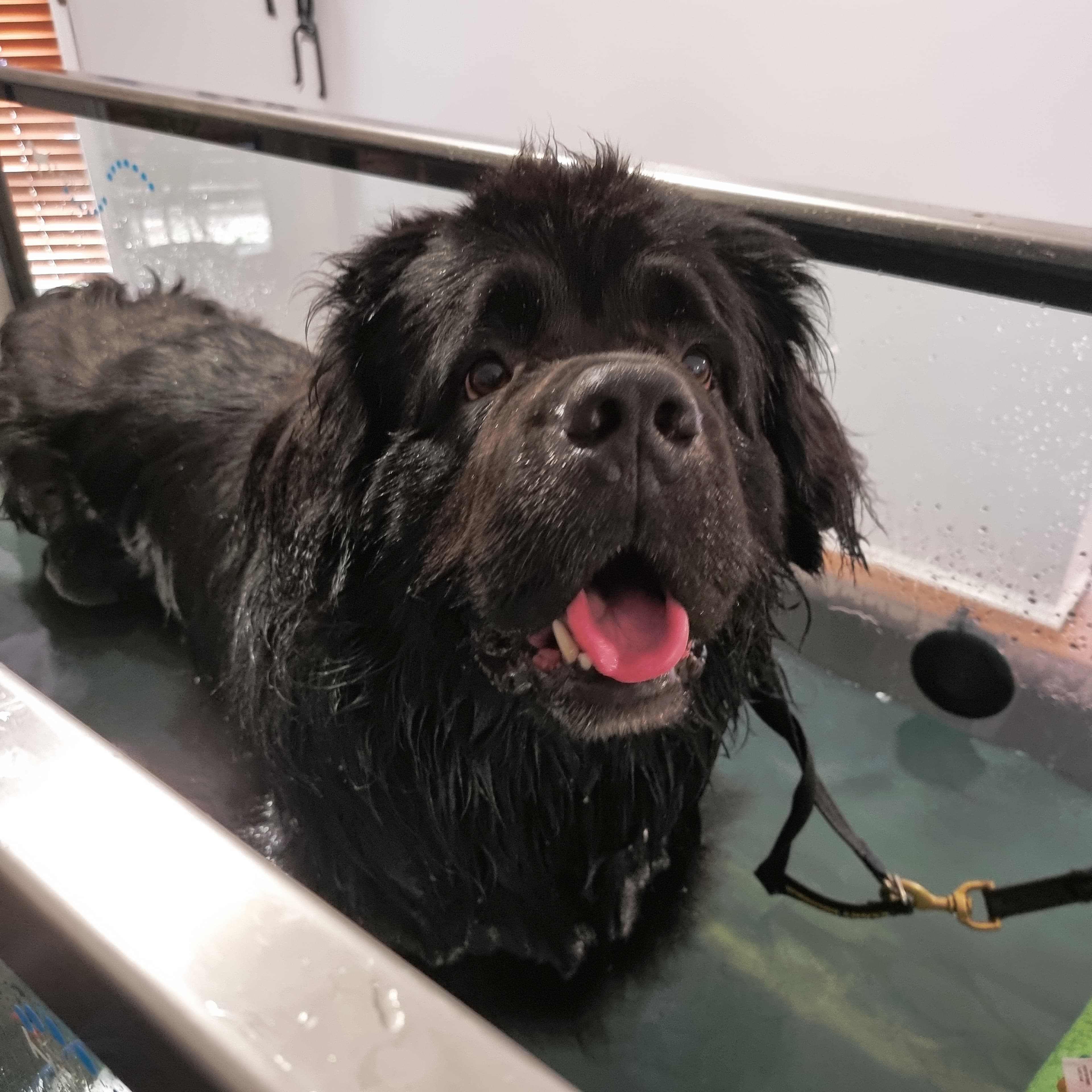 Bently during hydrotherapy