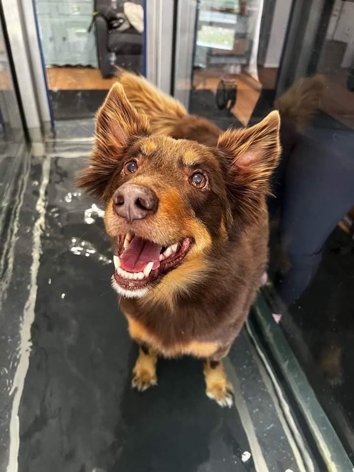 Zara during rehabilitation