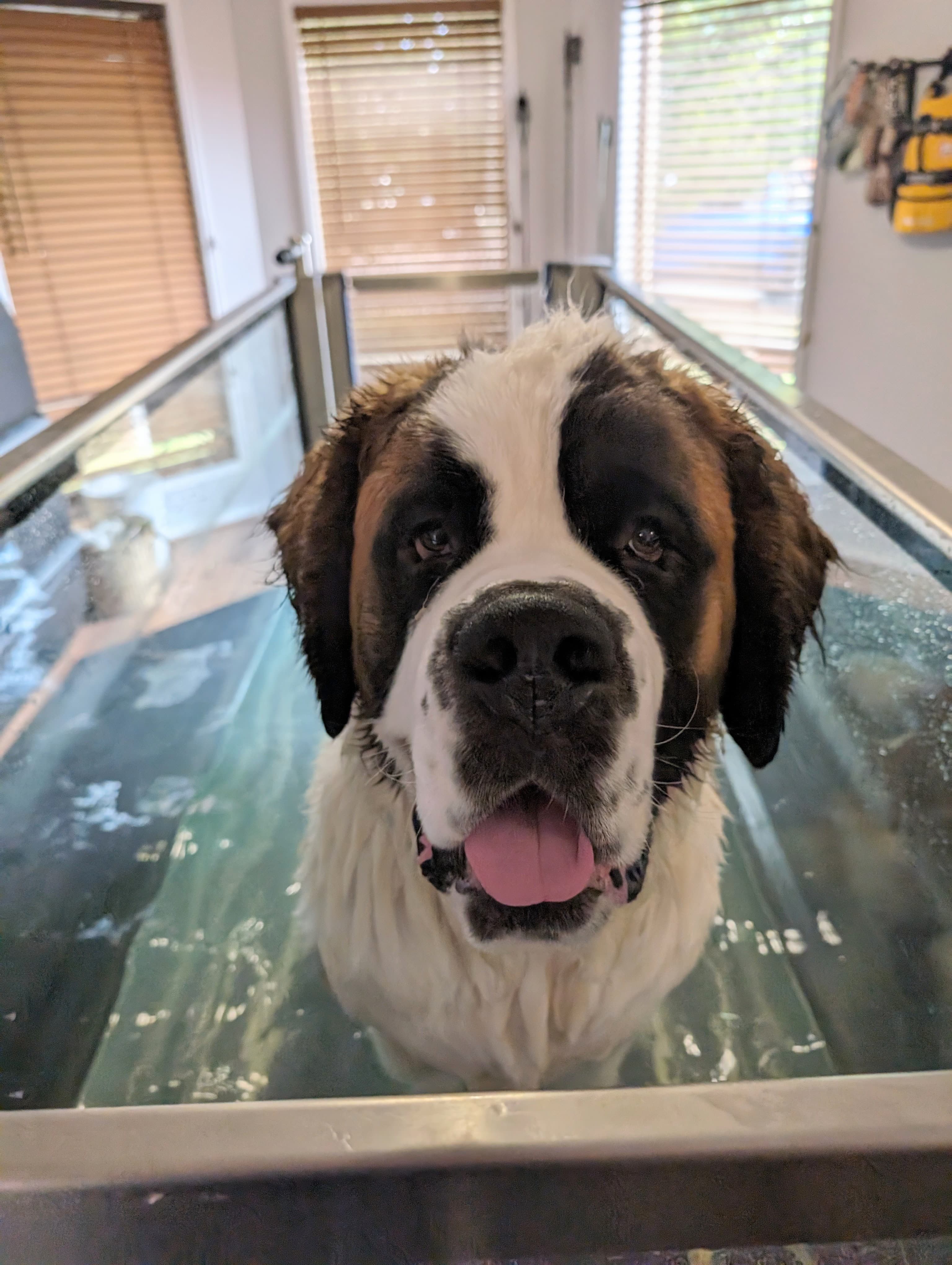 Rupert during rehabilitation